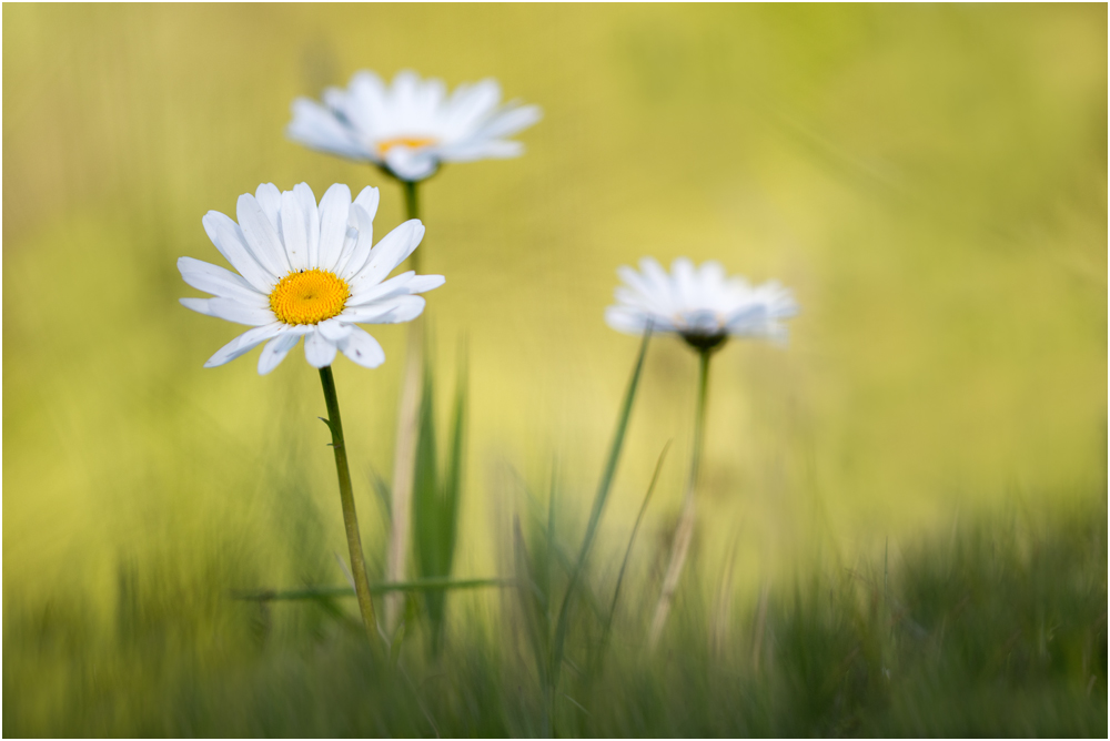 Magerwiesen-Margerite (Leucanthemum vulgare) I/15