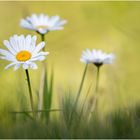 Magerwiesen-Margerite (Leucanthemum vulgare) I/15