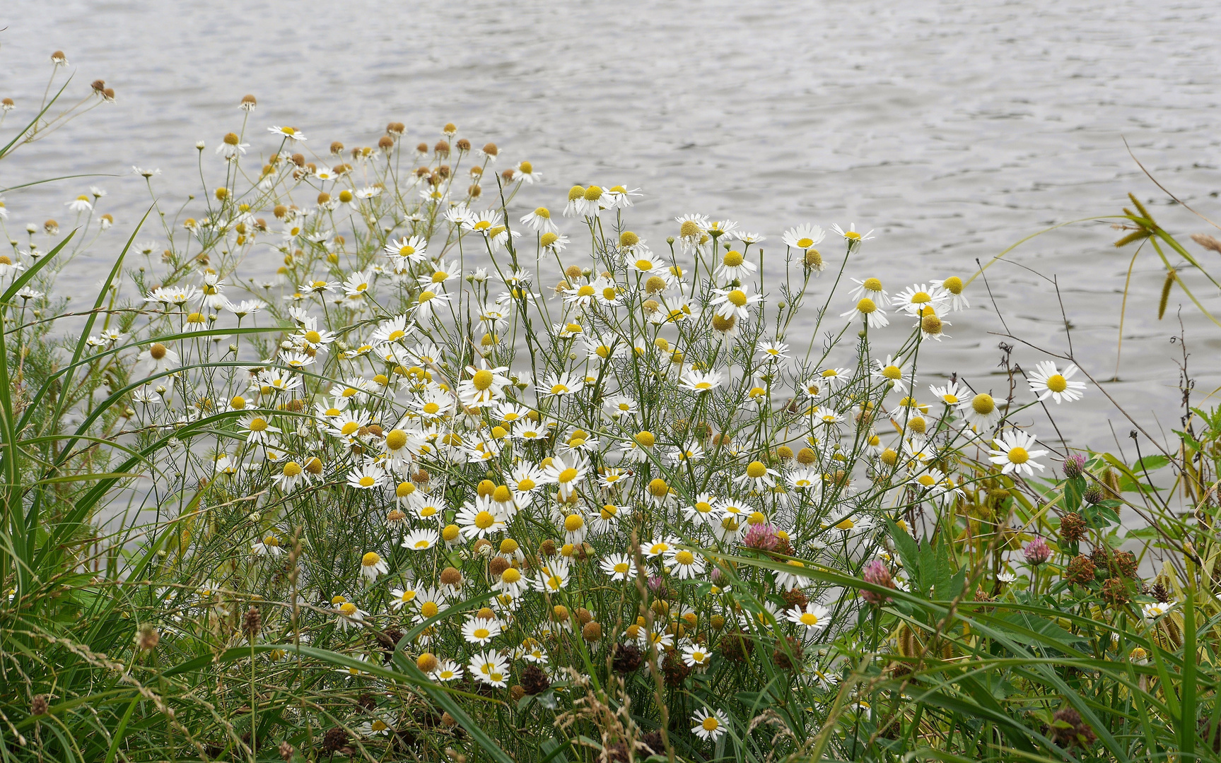 Magerwiesen-Margeriten