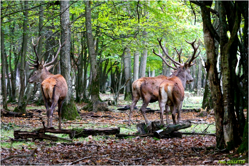 Magestueux trio.