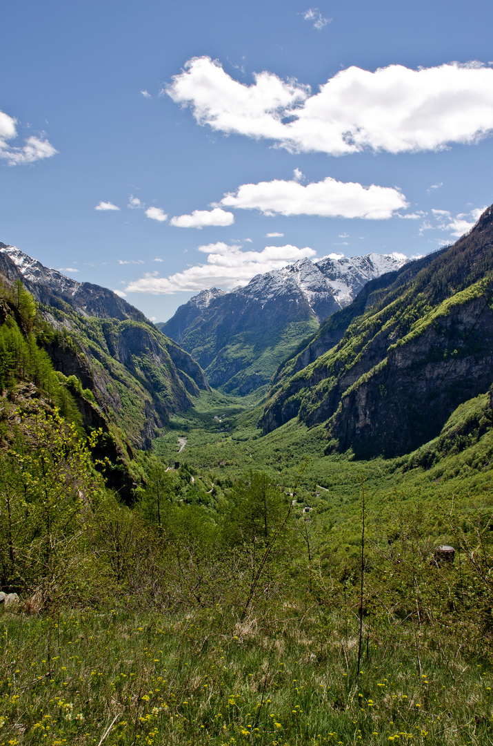 Maggia