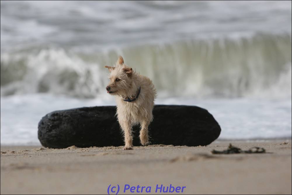 Maggie am Strand