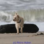 Maggie am Strand