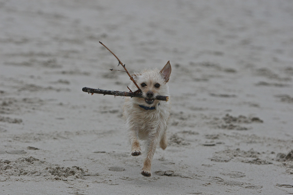 Maggie am Strand