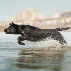 Maggie fliegt übers Wasser