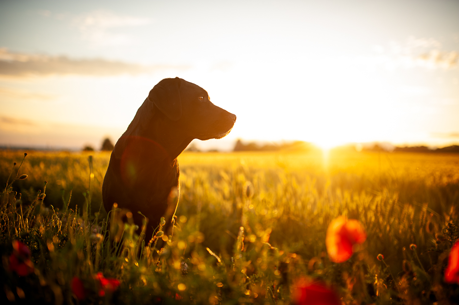 Maggie im Mohn bei Sonnenuntergang