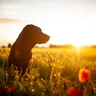 Maggie im Mohn bei Sonnenuntergang