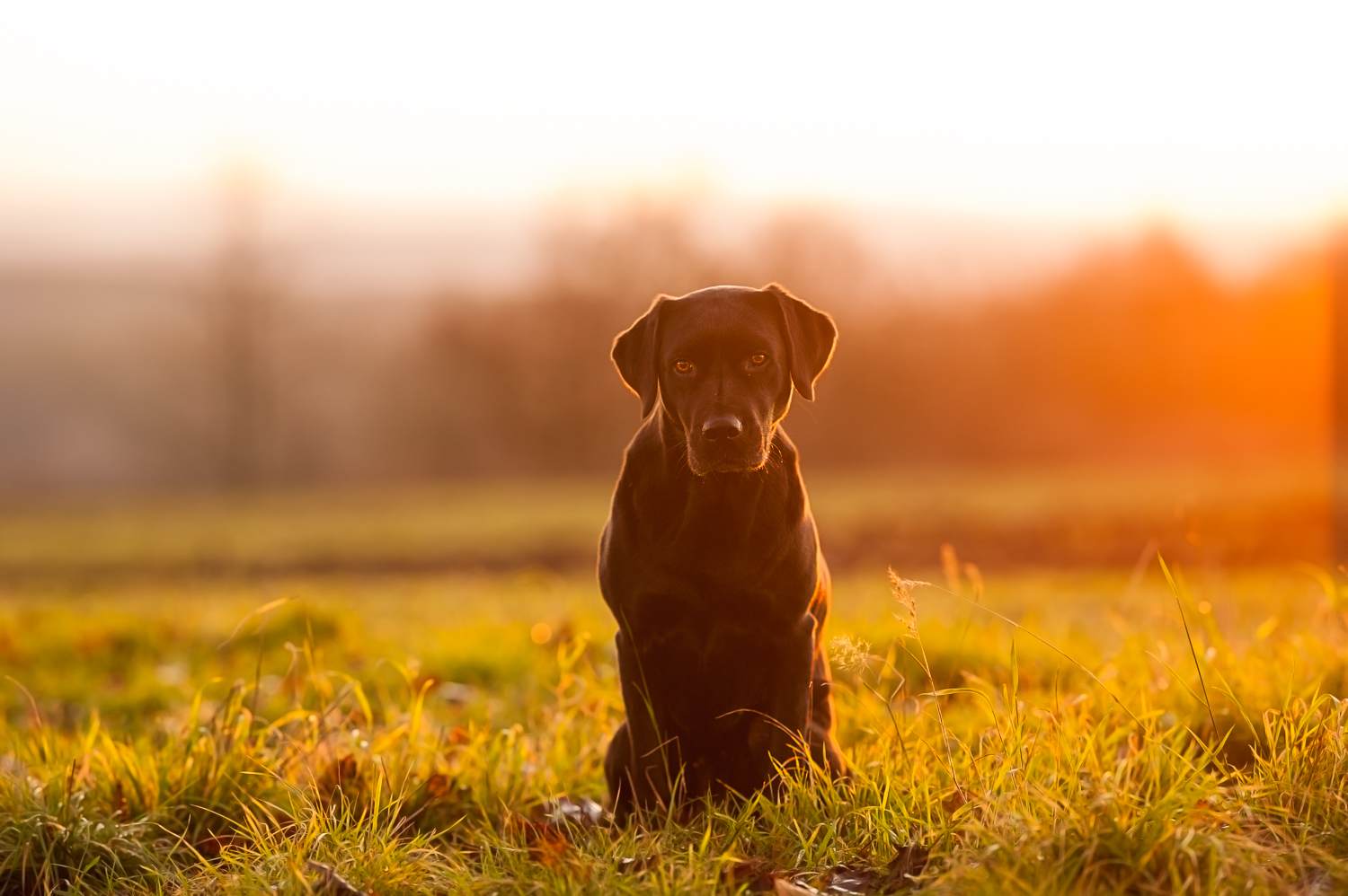 Maggie im Morgenlicht 