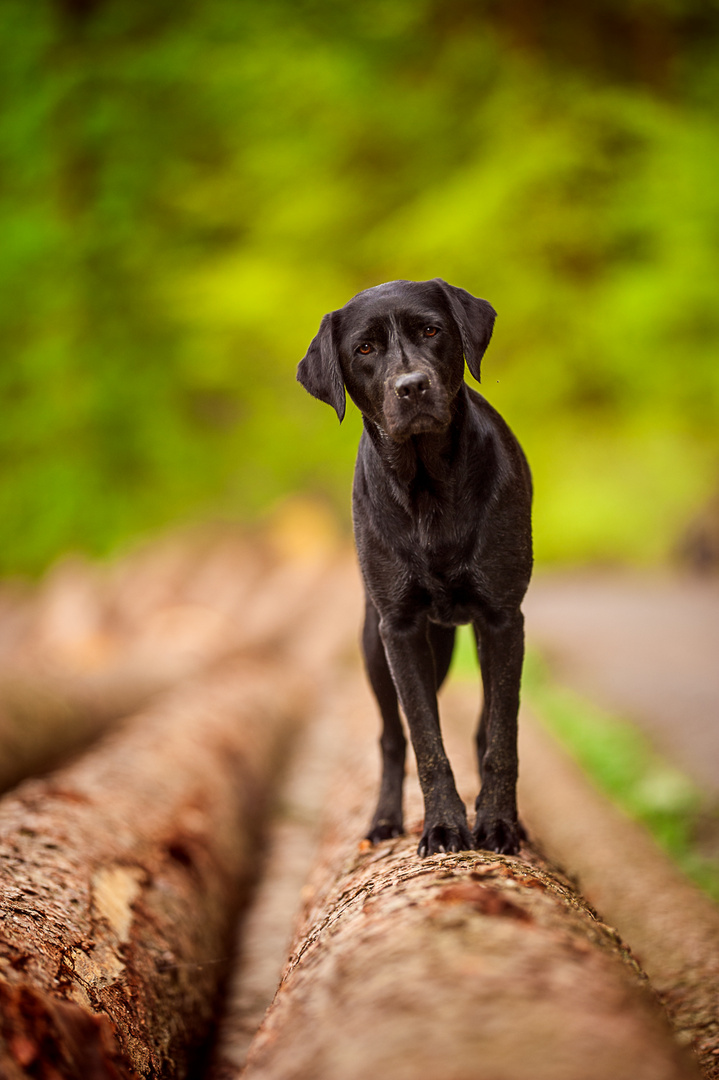 Maggie im Wald