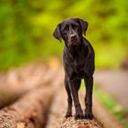 Maggie im Wald