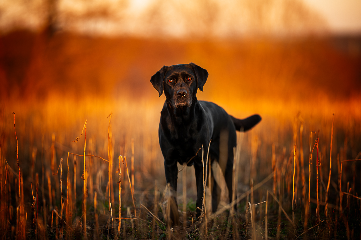 Maggie im Zauberlicht