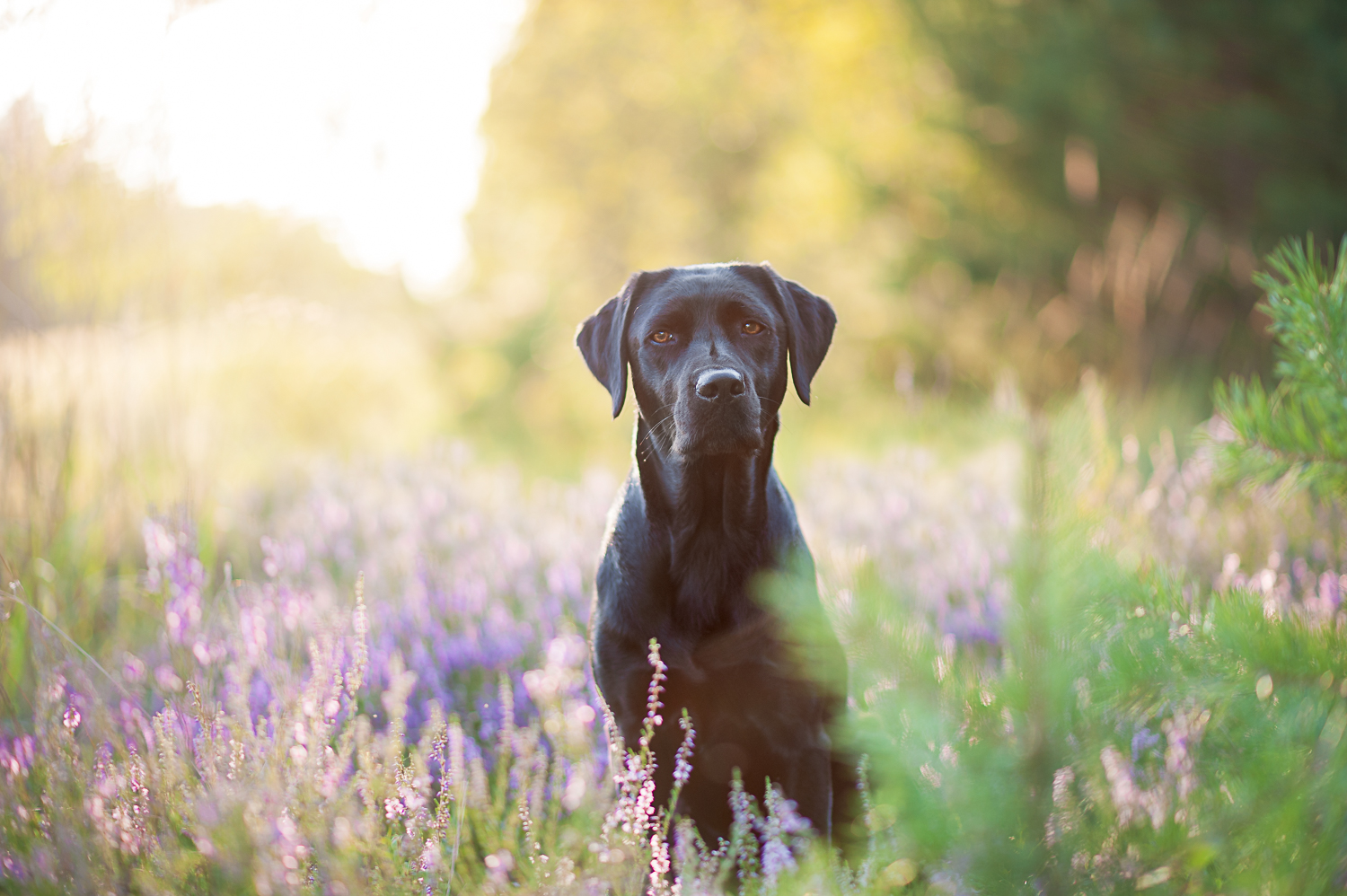 Maggie in der Heide