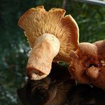 Maggipilz - Lactarius helvus