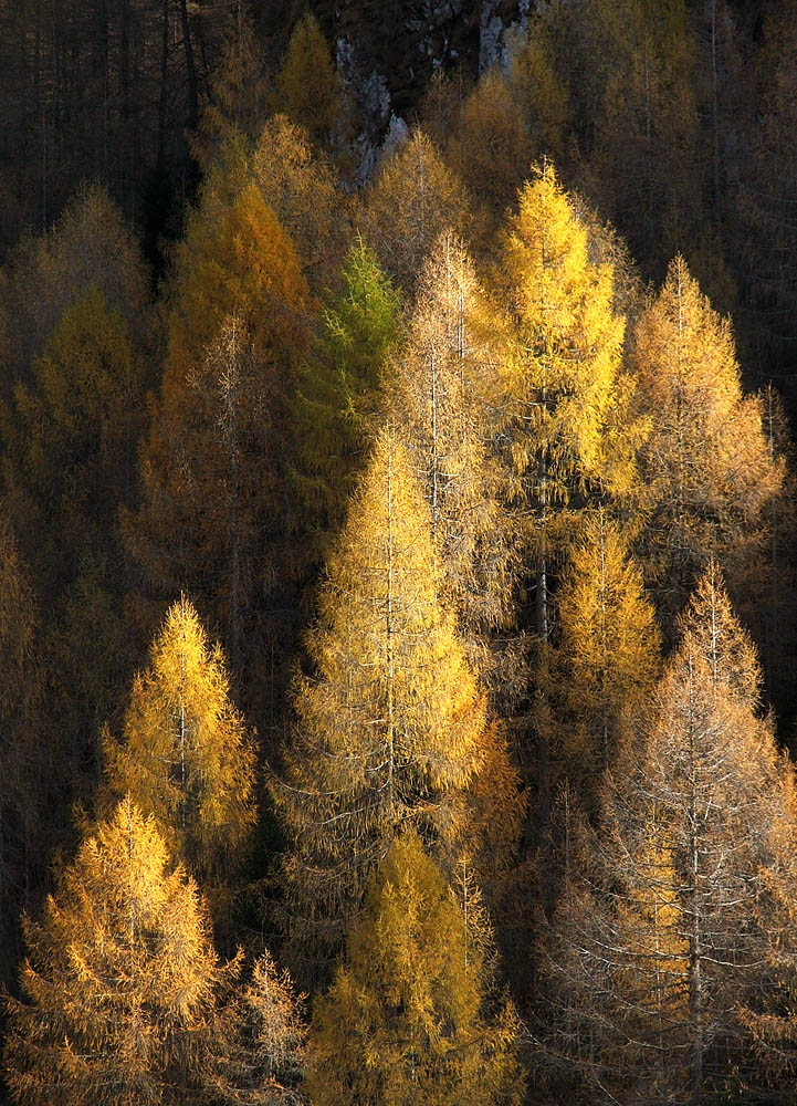 Magia d'autunno