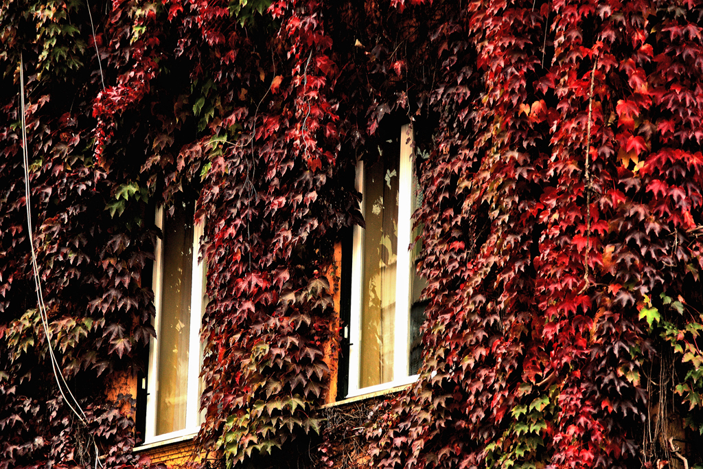 magia d'autunno sui muri di Roma