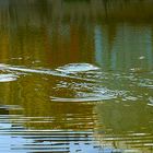 Magia dei Cerchi nell'Acqua