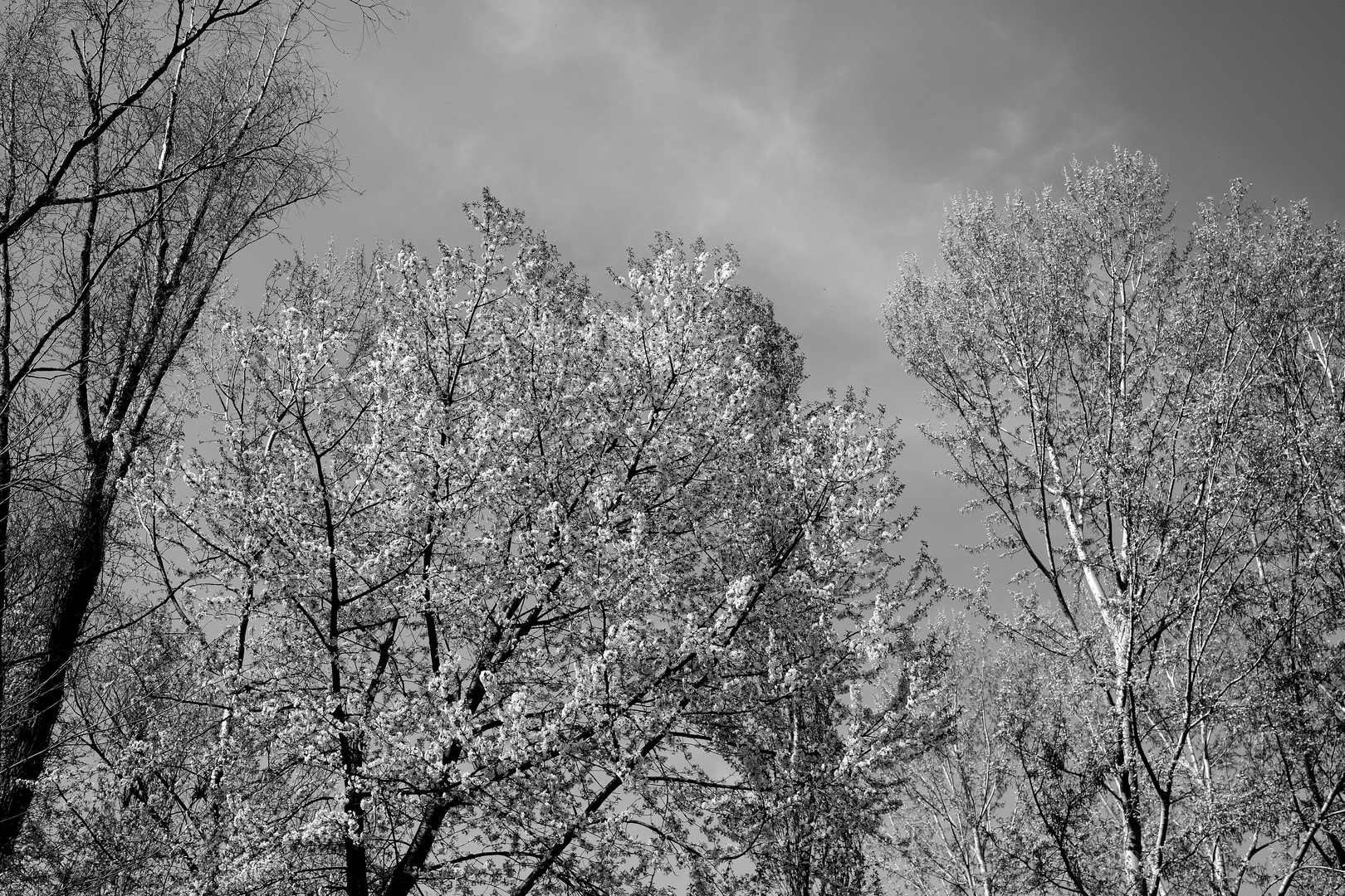 magia del bianco nero