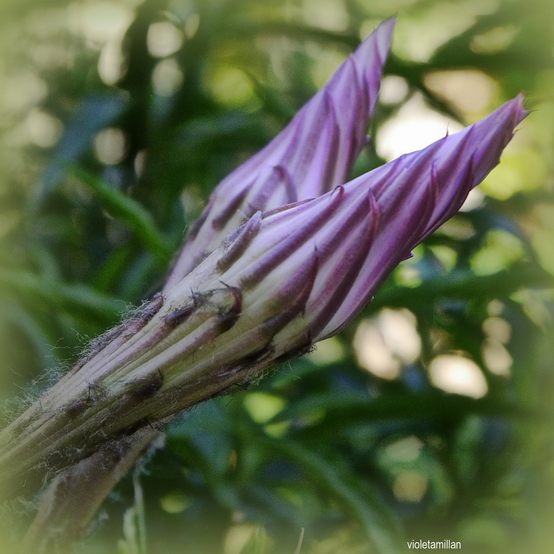 MAGIA DEL PIMPOLLO DE UN CACTUS