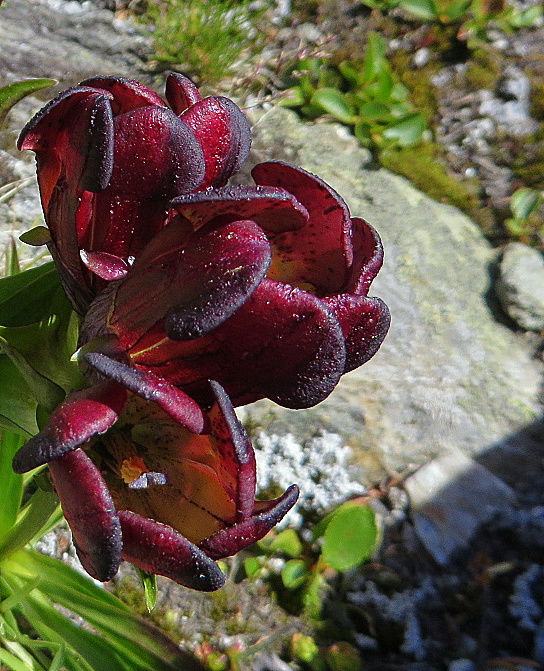 magia della vita