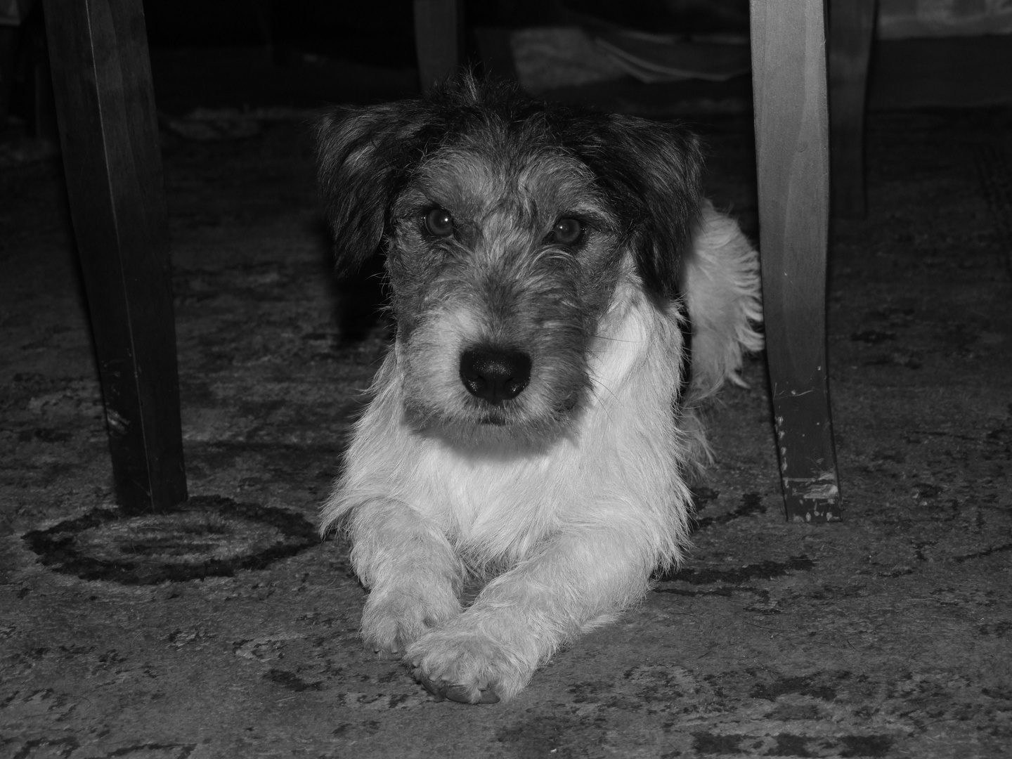 Magia di un JackRussel, Charlie