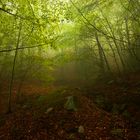 Magia en el bosque (Montseny)