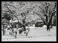 magia innevata a Milano di Paola Terenzio 