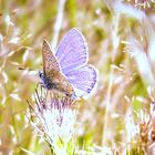 Magic - Bläuling auf der Distelblüte / Leuchten im Sonnenschein