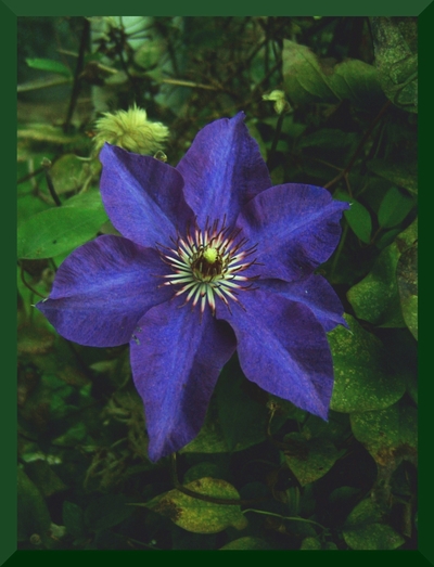 Magic Blue Flower