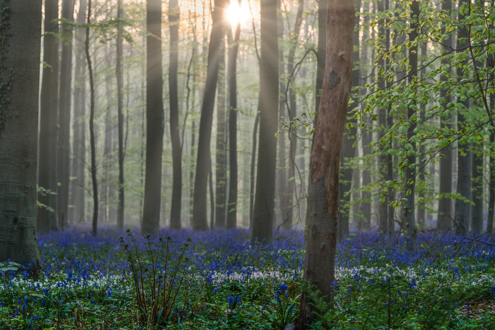 Magic Bluebells