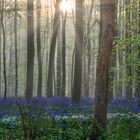 Magic Bluebells