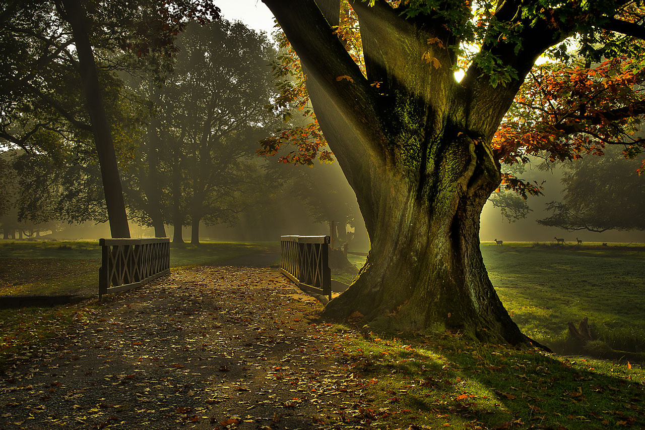 magic bridge