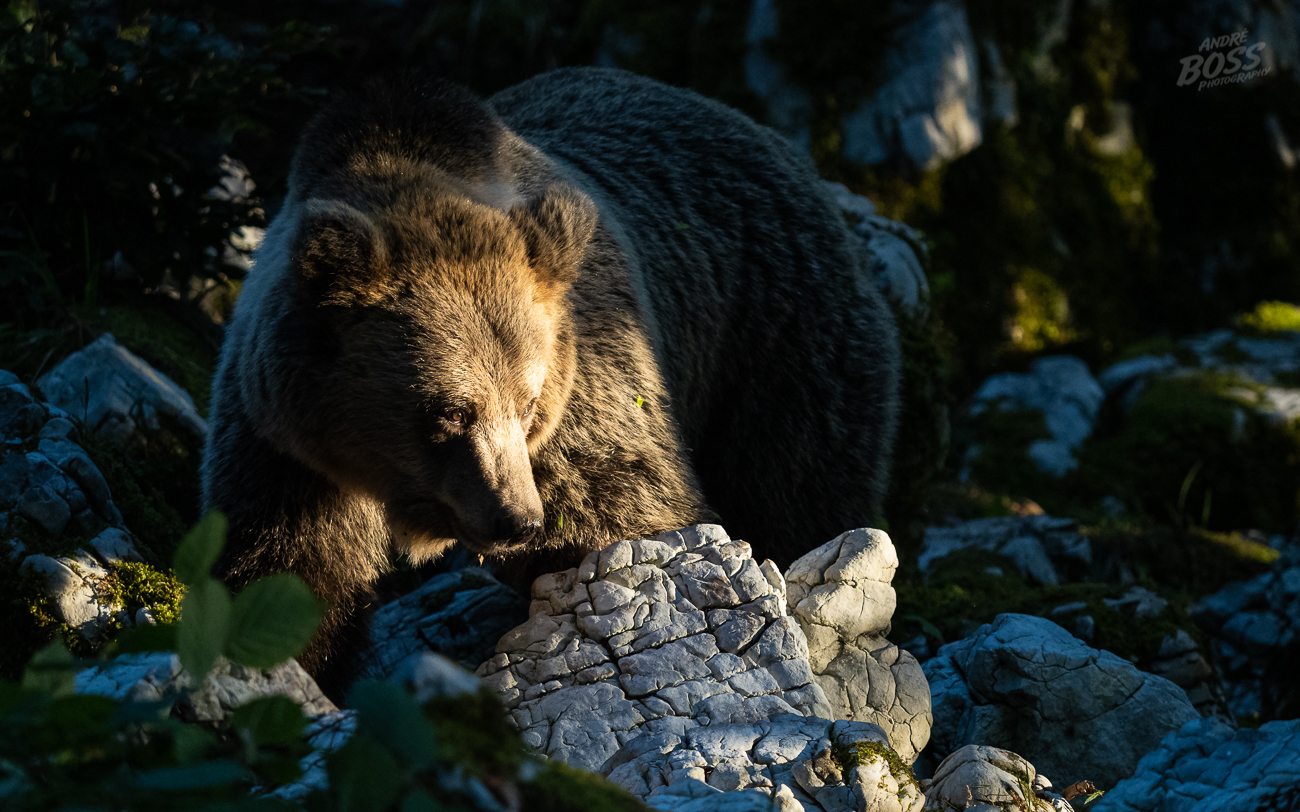 Magic Brown Bear