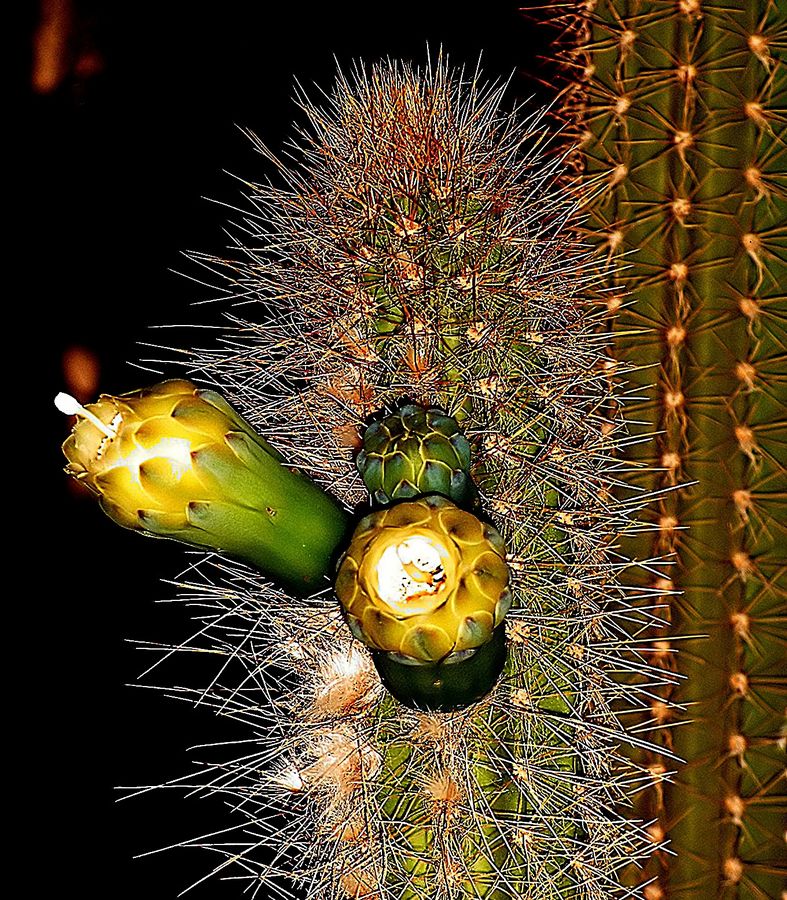 Magic Cactus