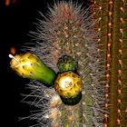 Magic Cactus