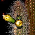 Magic Cactus