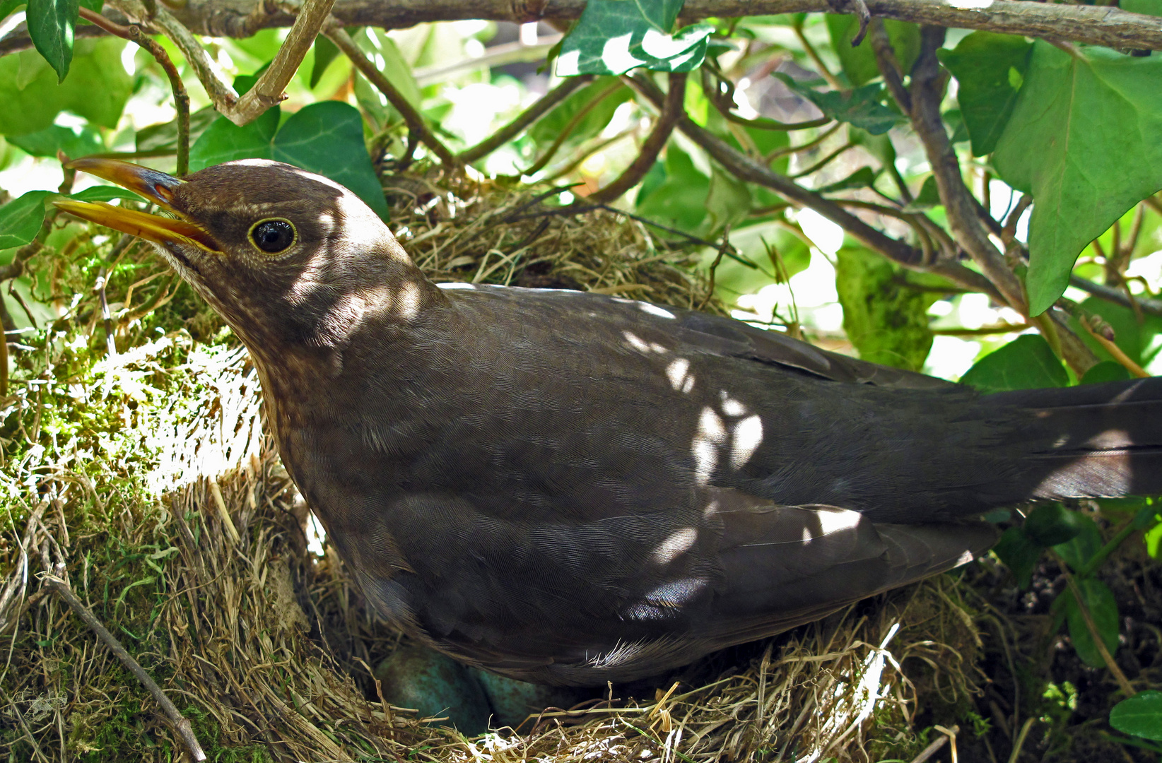 Magic eyes Schnabel offen Kamerablick brütendes Amselweibchen im Nest IMG_0031 Fotodoku Amselnachwuc