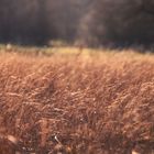 Magic Field - Boberger Dünen