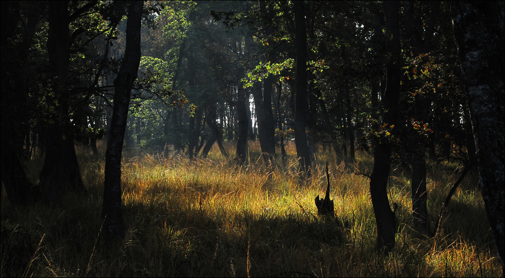 Magic Forest