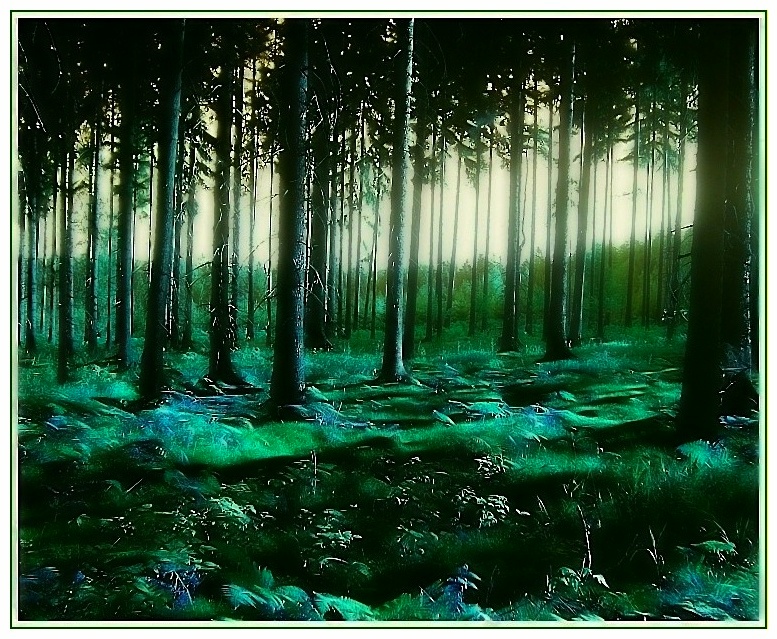 magic forest **