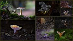 Magic Forest