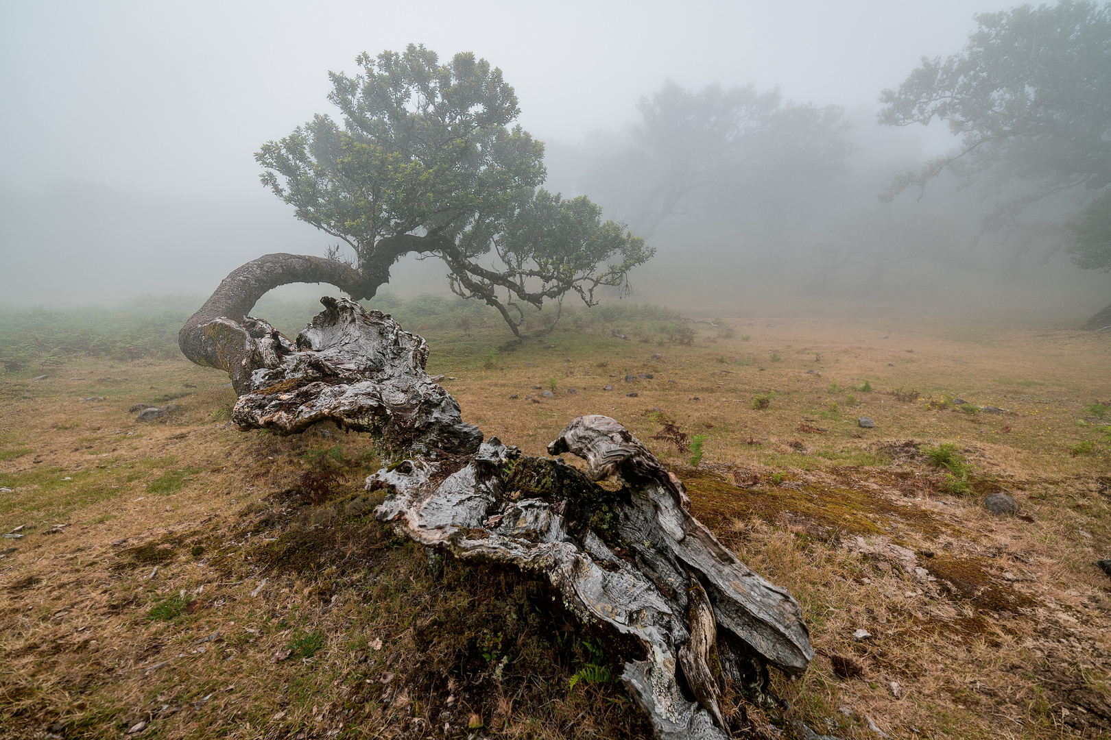 Magic Forest