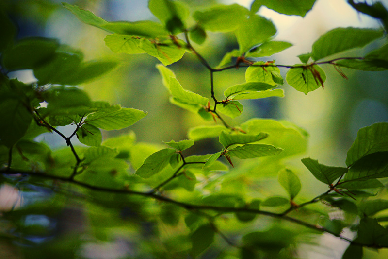 Magic Forest