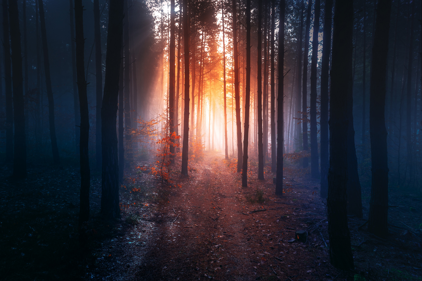 Magic Forest photo & image | landscape, forest, nature images at photo