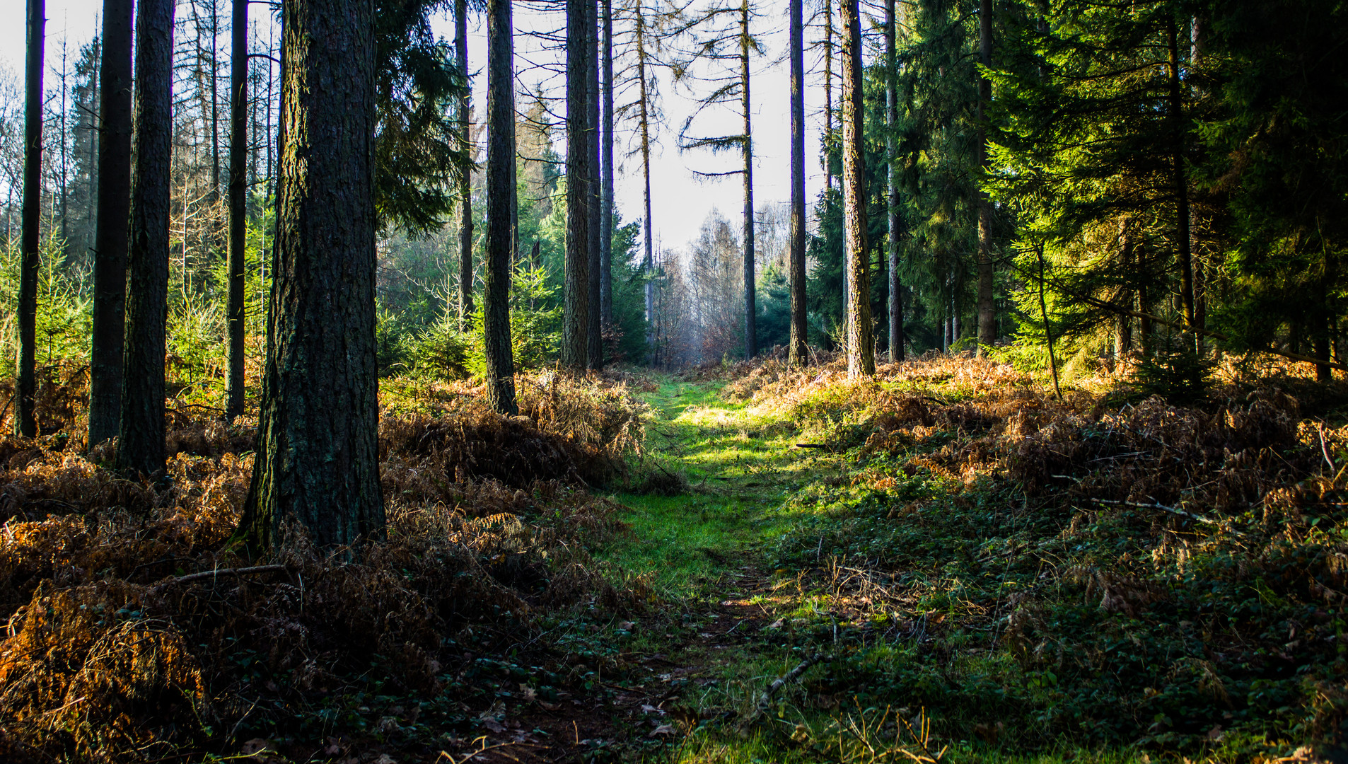 Magic Forest