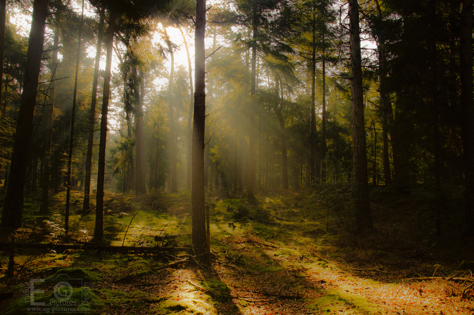 Magic Forest