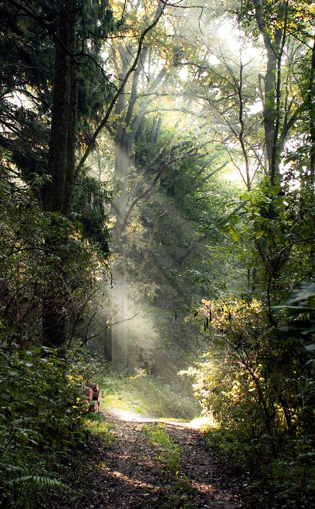 ... magic forest ... I've been there ....