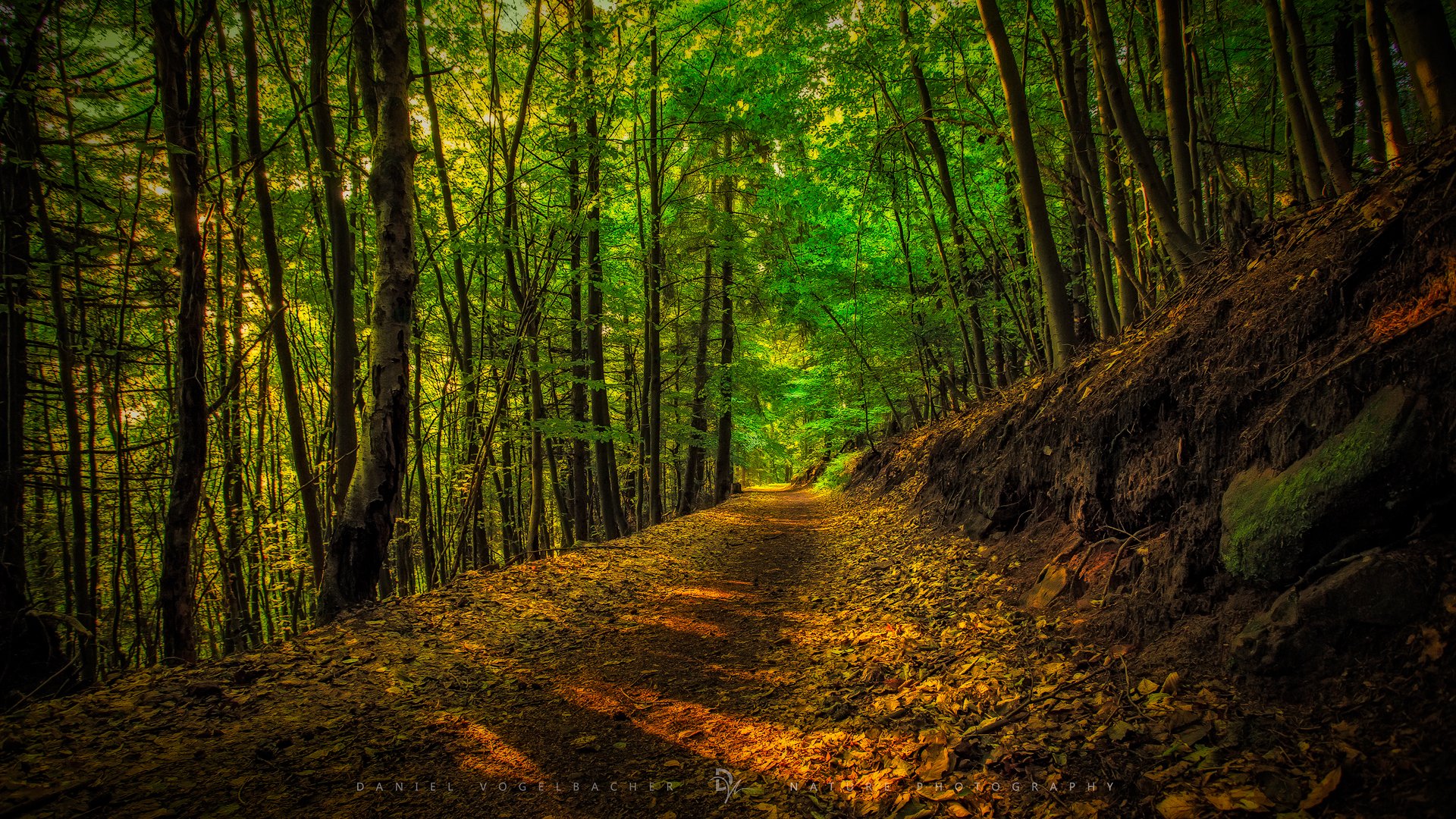 Magic Forest Lights