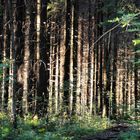 Magic Forest of Finland