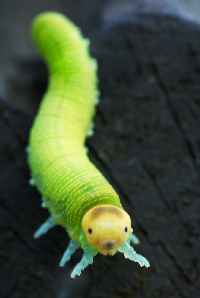 Magic green larva