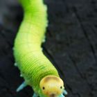 Magic green larva